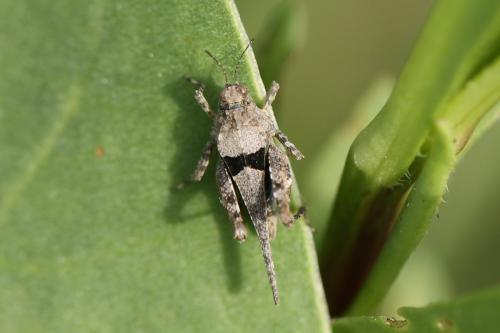 Réf. 219 496 : Paratettix meridionalis